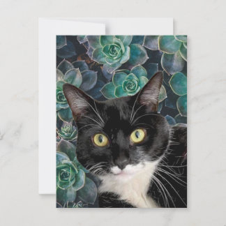 Carte postale de Chouchou le chat