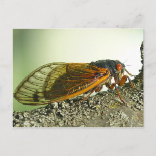 Carte postale de cigale périodique.