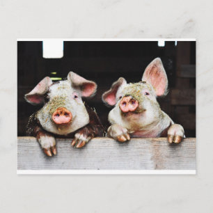 Carte postale de cochons heureux