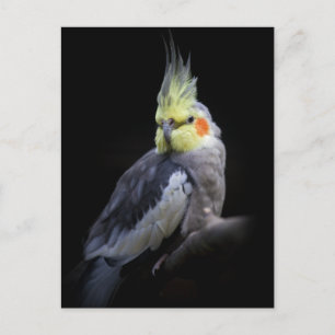 Carte postale de cockatiel