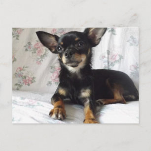 Carte postale de coeur doux chihuahua