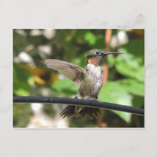 Carte postale de colibri