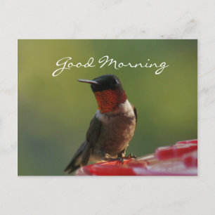 Carte postale de colibri masculin - personnaliser