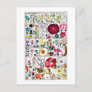 CARTE POSTALE DE COLLECTE BOTANIQUE vintage