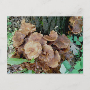 Carte postale de colonie de champignons bruns