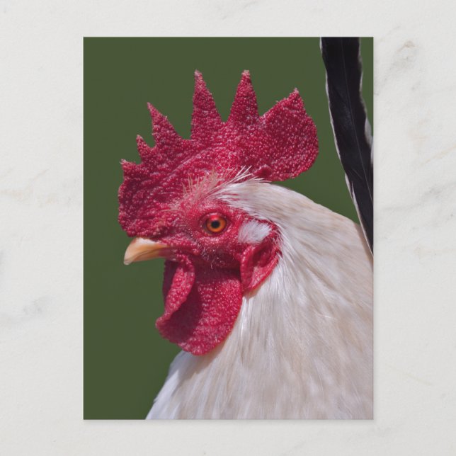 Carte postale de coq (Devant)