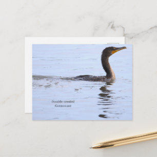 Carte postale de cormoran à double crête