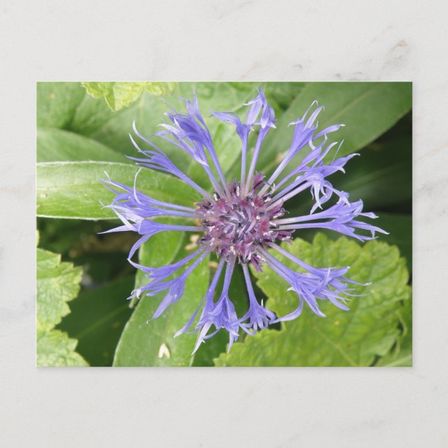 Carte postale de Cornflower bleu (Devant)