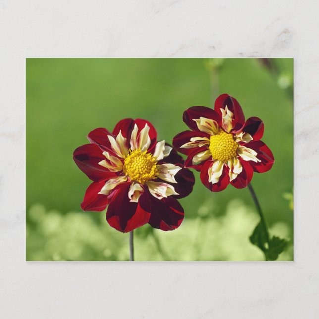 Carte postale de couple (Devant)