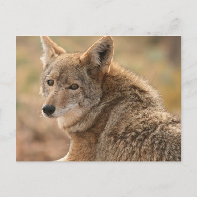 Carte postale de coyote (Devant)