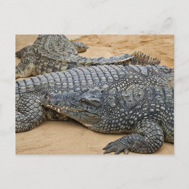 Carte postale de crocodiles (Devant)