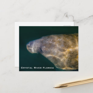 Carte postale de Crystal River Floride Manatee