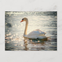 Carte postale de cygne
