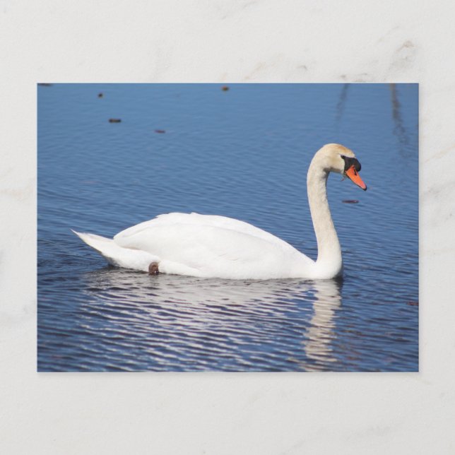Carte postale de cygne (Devant)