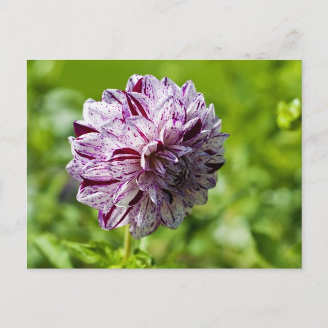 Carte postale de Dahlia Marble Ball (Devant)