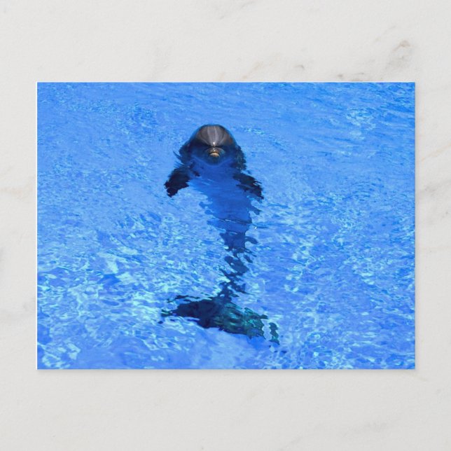 Carte postale de dauphin (Devant)