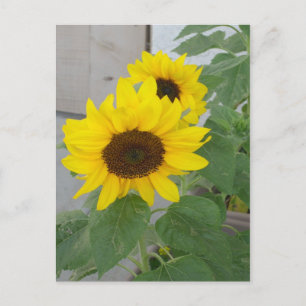 Carte postale de deux tournesols