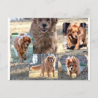 carte postale de dinah