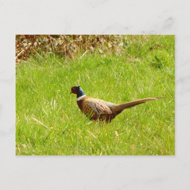 Carte postale de faisan (Devant)