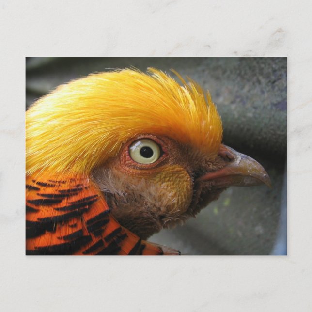 Carte postale de faisan doré (Devant)
