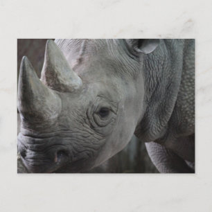 Carte postale de faits sur les rhinocéros
