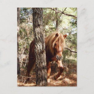 Carte postale de faune, cheval sauvage, île d'Assa