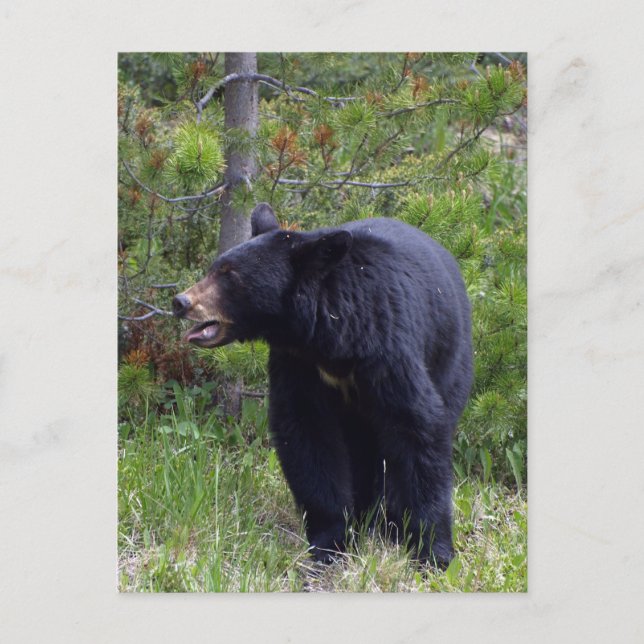 Carte postale de faune d'ours noir (Devant)
