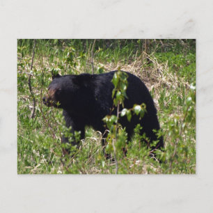 Carte postale de faune d'ours noir