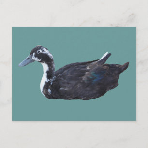Carte postale de ferme de canard noir mignon