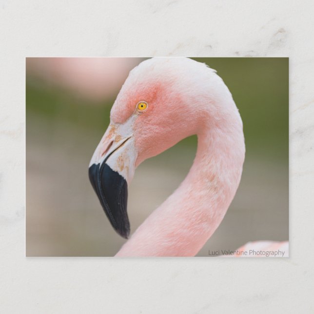 Carte postale de fermeture de Flamant rose (Devant)