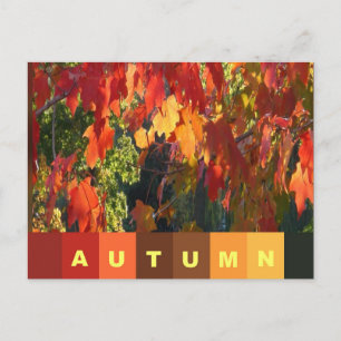 Carte postale de feuillage d'automne