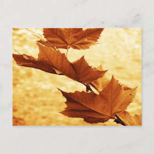 Carte postale de feuille d'érable