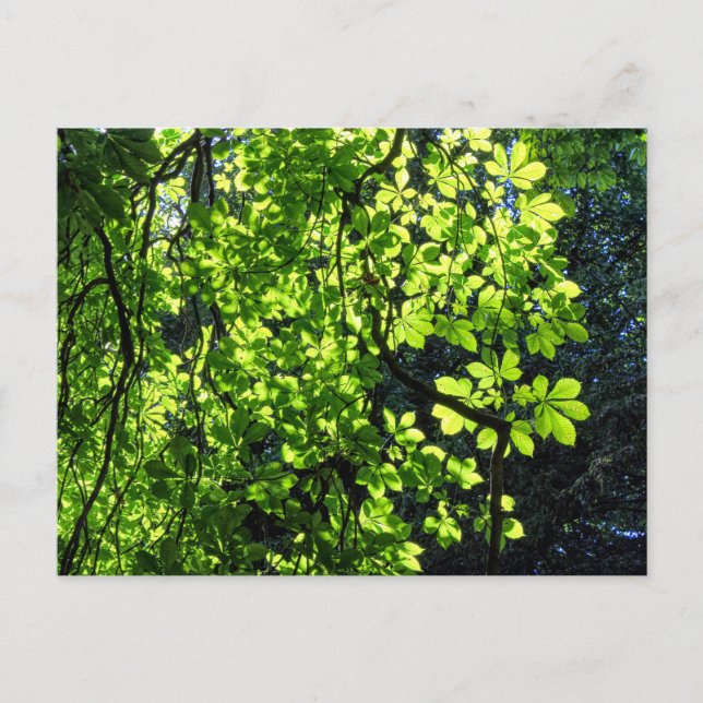 Carte postale de feuilles de marronnier tachées de (Devant)