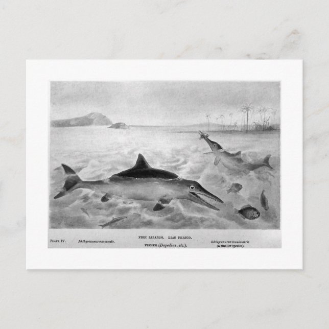 Carte postale de Fish Lizard (Devant)