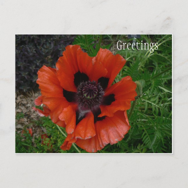 Carte postale de fleur (Devant)
