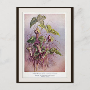 Carte postale de fleur botanique Jack-in-the-Pulpi