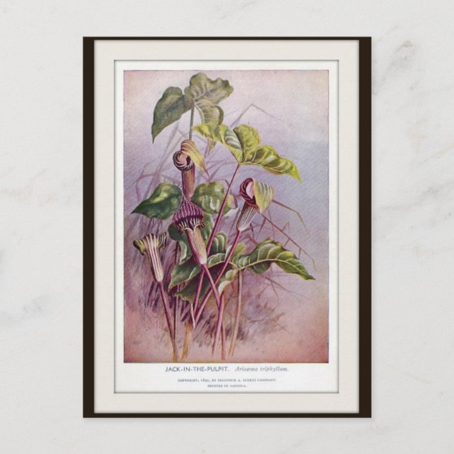 Carte postale de fleur botanique Jack-in-the-Pulpi (Devant)
