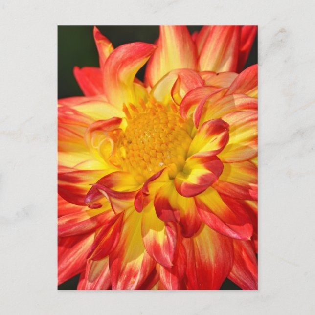 Carte postale de fleur de dahlia jaune et orange (Devant)