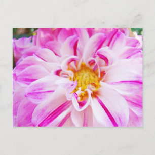 Carte postale de fleur de dahlia rose blanc Jardin