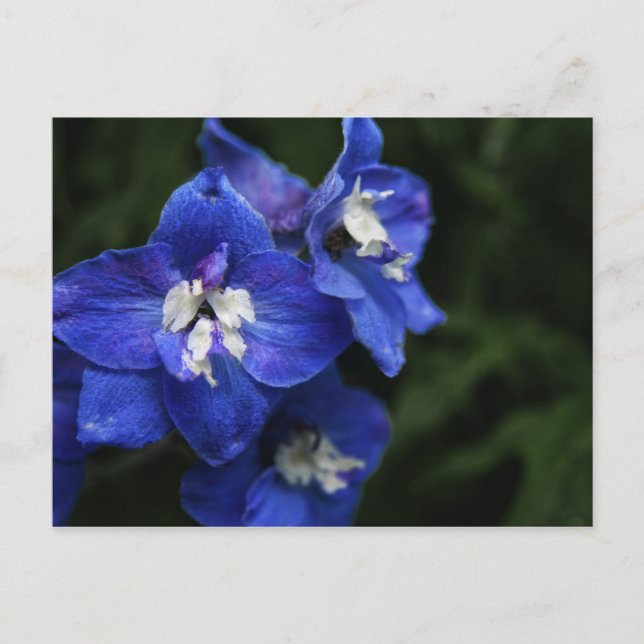 Carte postale de fleur de Delphinium bleu (Devant)