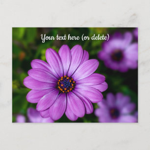 Carte postale de fleur de Marguerite Violette