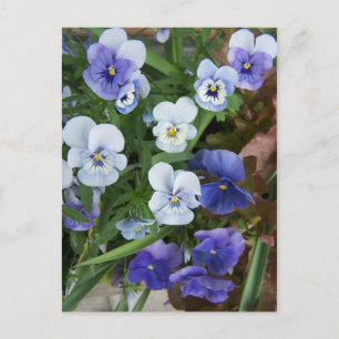 Carte postale de fleur de pensée violette