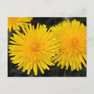 Carte postale de fleur de pissenlit jaune rustique