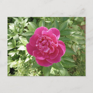 Carte postale de fleur de pivoine rose vibrant