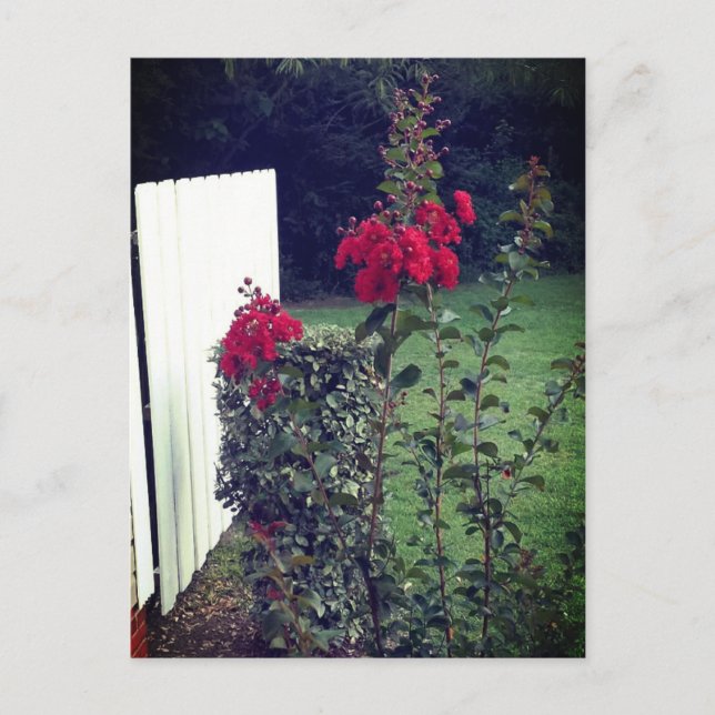 Carte postale de fleur rouge (Devant)