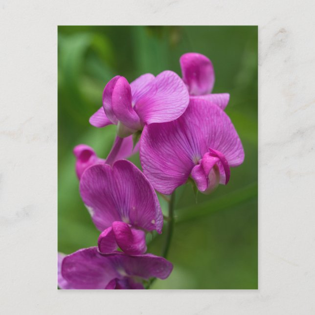 Carte postale de fleur sauvage de rose de pois (Devant)