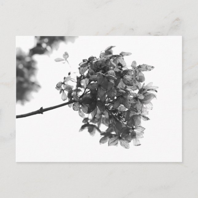 Carte postale de fleur séchée d'hortensia (Devant)