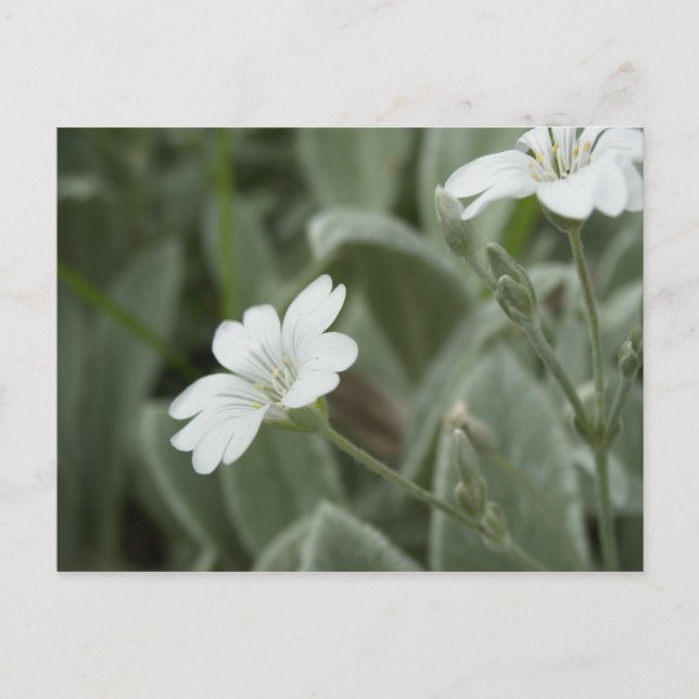 Carte postale de fleurs blanches, domaine (Devant)