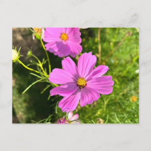 Carte postale de fleurs Cosmo roses