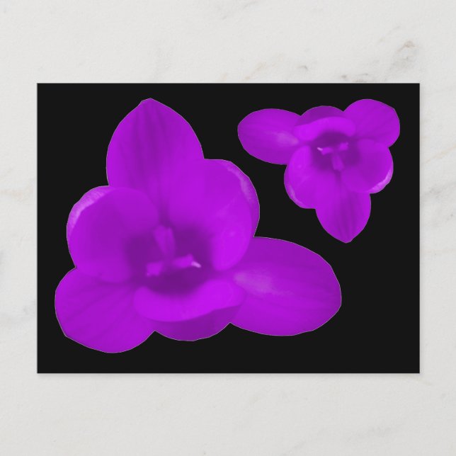 Carte postale de fleurs de crocus pourpre (Devant)